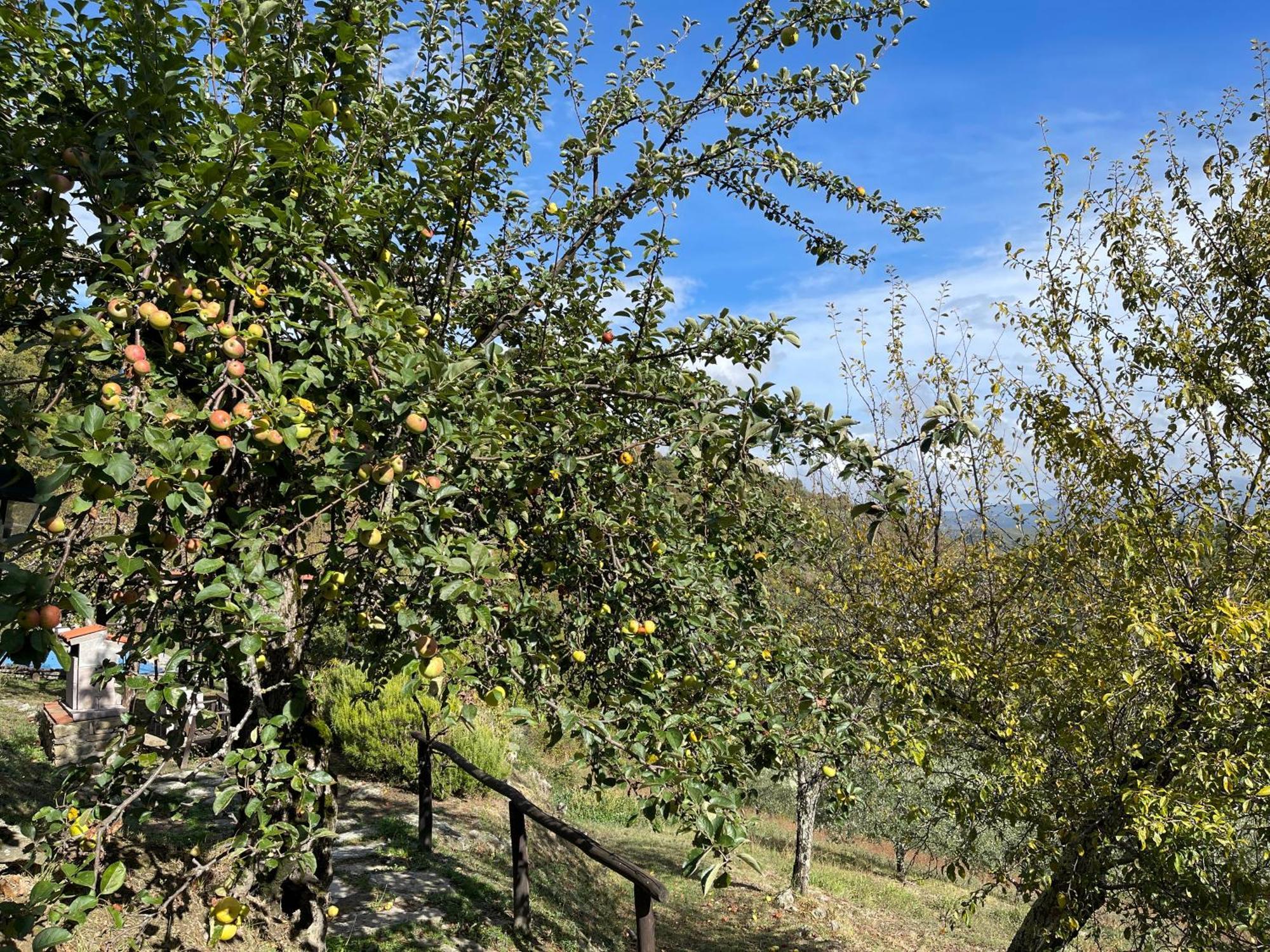 Bio Agriturismo Il Vigno Caprese Michelangelo Экстерьер фото