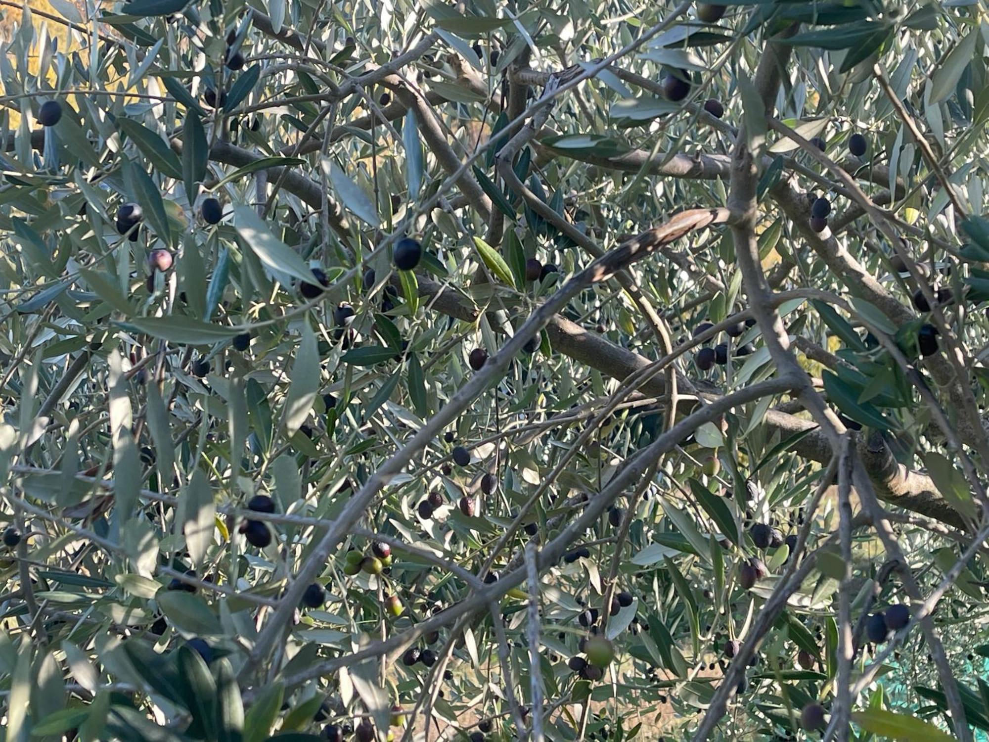 Bio Agriturismo Il Vigno Caprese Michelangelo Экстерьер фото